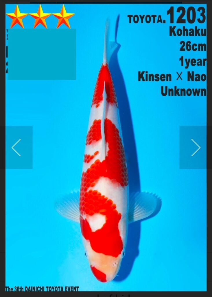 kohaku koi jumbo