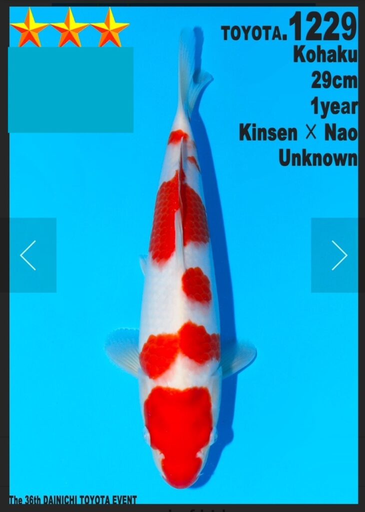 koi tosai jumbo kohaku