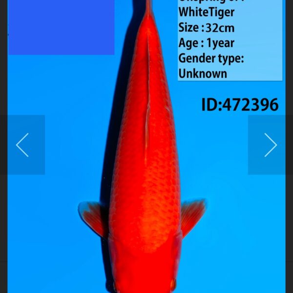 koi tosai jumbo benigoi 32cm