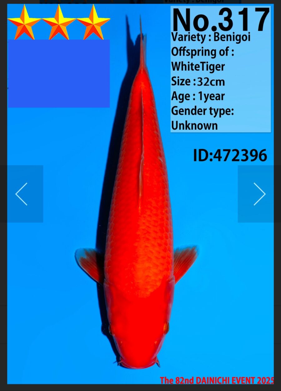 koi tosai jumbo benigoi 32cm