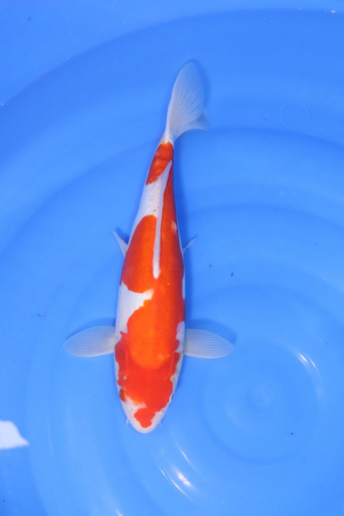 carpe koi japonaise kohaku 37cm