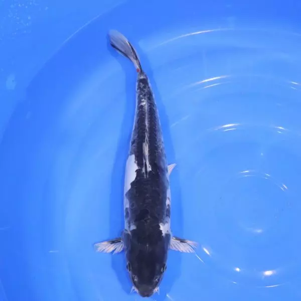 Carpe Koi japonaise Kikokuryu Doitsu 43cm