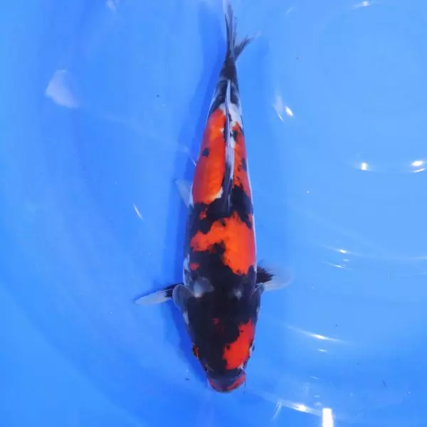 Carpe Koi japonaise Showa Doitsu 31cm