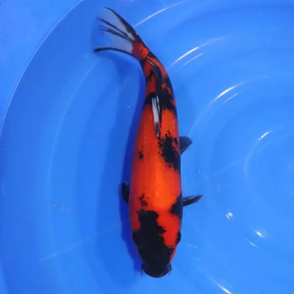 Carpe Koi japonaise Hi Utsuri 38cm