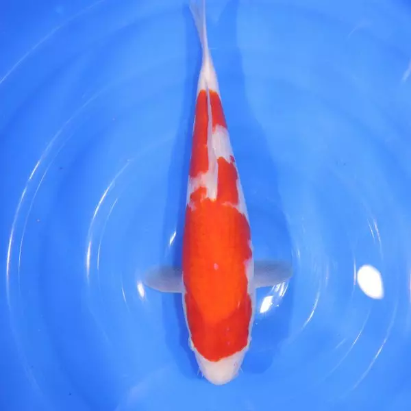 Carpe Koi japonaise Kohaku 36cm