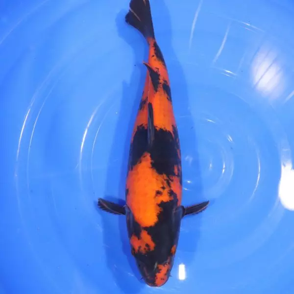 Carpe Koi japonaise Hi Utsuri 38cm