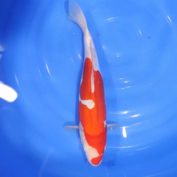 Carpe Koi japonaise Kohaku Doitsu 35cm