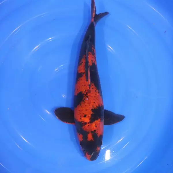 Carpe Koi japonaise Hi Utsuri 40cm