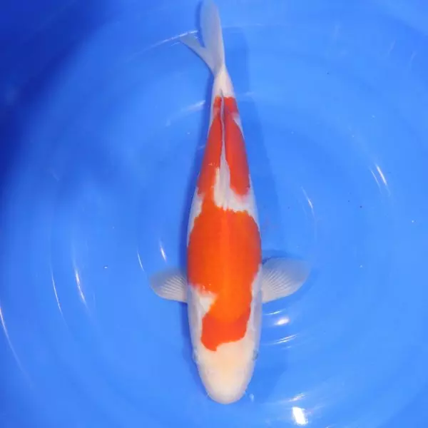 Carpe Koi japonaise Kohaku 36cm