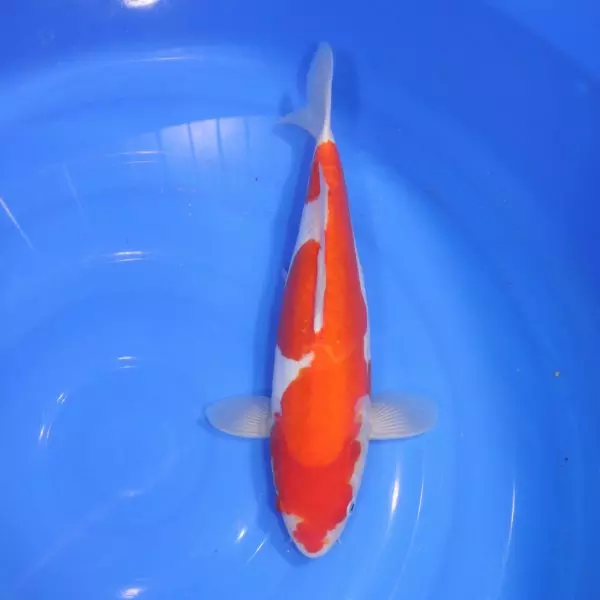 Carpe Koi japonaise Kohaku Doitsu 34cm