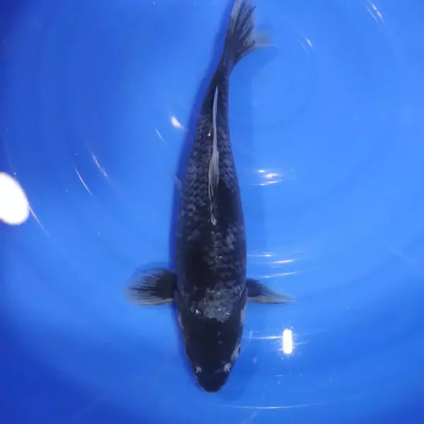 Carpe Koi japonaise Matsukawabake 35cm