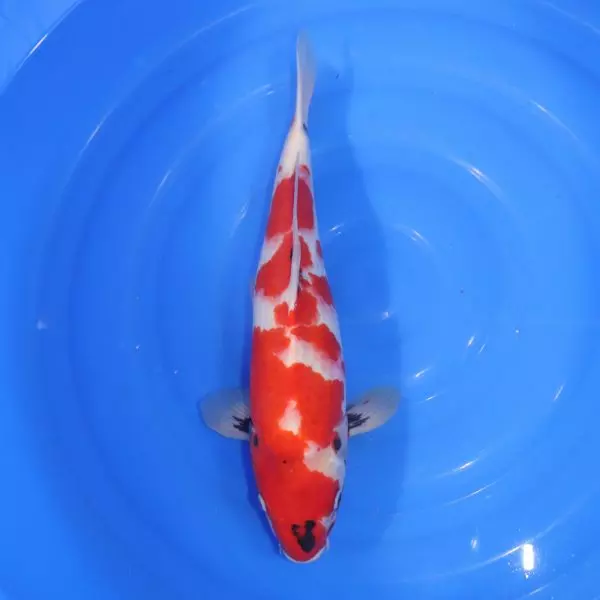 Carpe Koi japonaise Showa 45cm