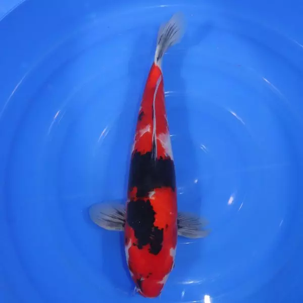 Carpe Koi japonaise Showa 44cm