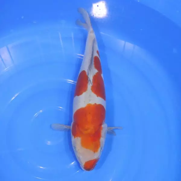 Carpe Koi japonaise Ochiba Doitsu 44cm