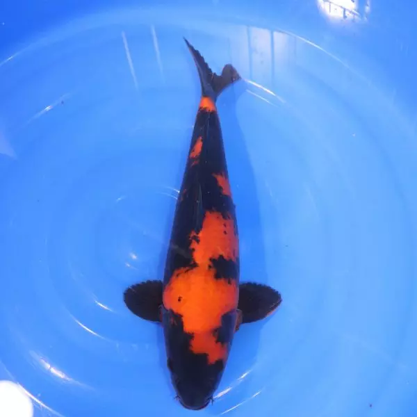 Carpe Koi japonaise Hi Utsuri 39cm