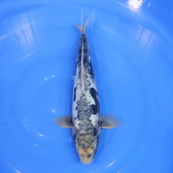 Carpe Koi japonaise Matsukawabake 35cm