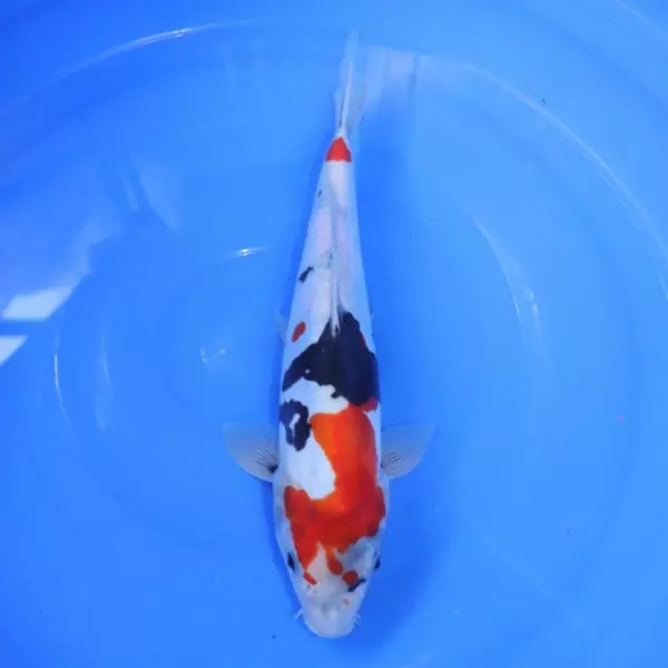 Carpe Koi japonaise Showa doitsu 34cm