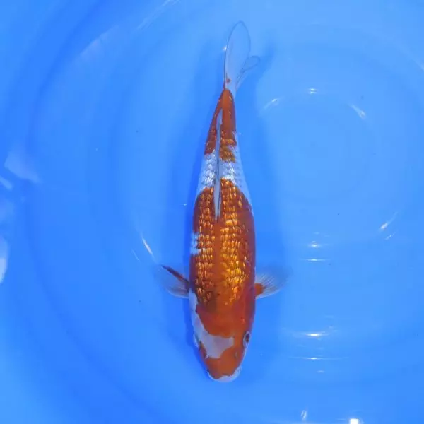 Carpe Koi japonaise Ochiba Ginrin 32cm