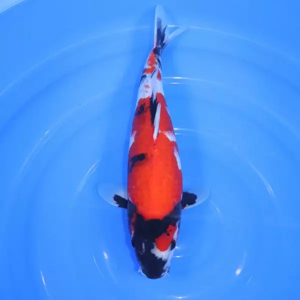 Carpe Koi japonaise Showa 38cm