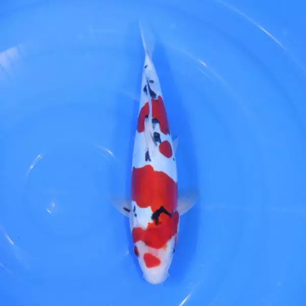 Carpe Koi japonaise Showa Doitsu 30cm