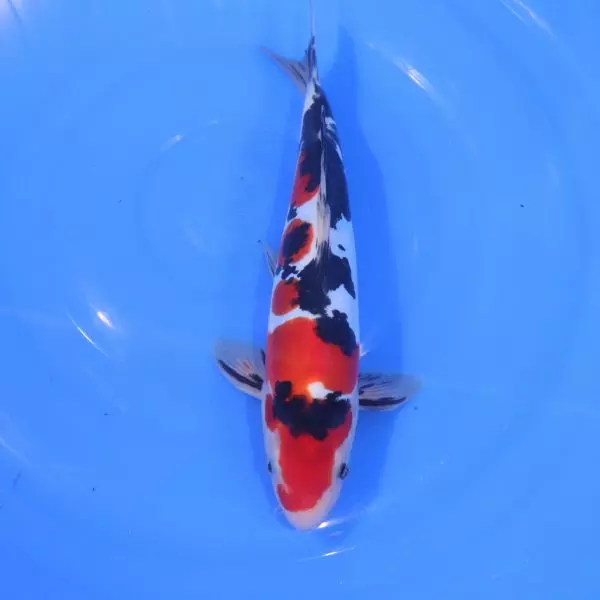 Carpe Koi japonaise Sanke Doitsu 30cm