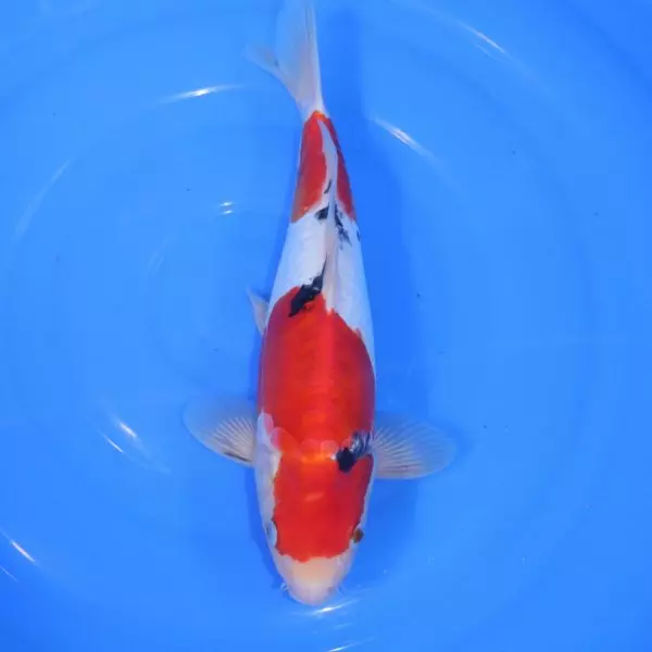 Carpe Koi japonaise Sanke Doitsu  34cm