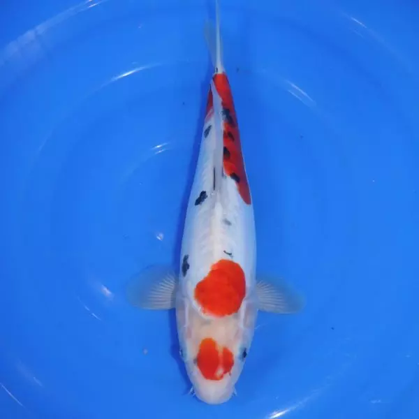 Carpe Koi japonaise Sanke Doitsu 32cm