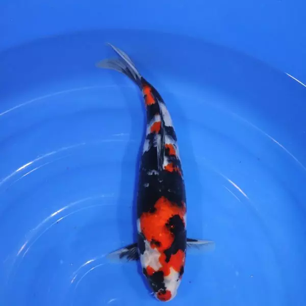 Carpe Koi japonaise Showa 37cm