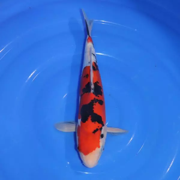 Carpe Koi japonaise Sanke Doitsu 32cm