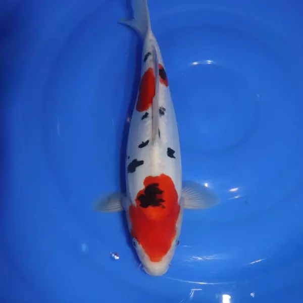 Carpe Koi japonaise Sanke Doitsu 33cm