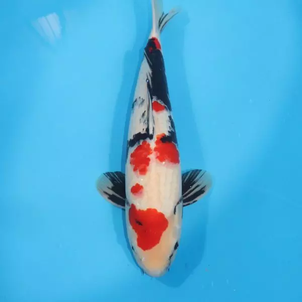 Carpe Koi japonaise Showa 56cm