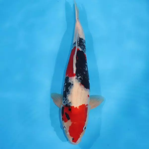 Carpe Koi japonaise Showa 57cm