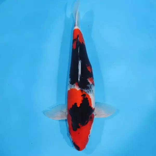 Carpe Koi japonaise Showa 50cm