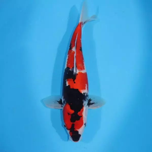 Carpe Koi japonaise Showa 50cm