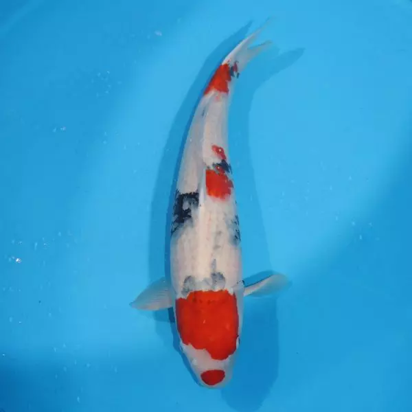 Carpe Koi japonaise showa 61cm