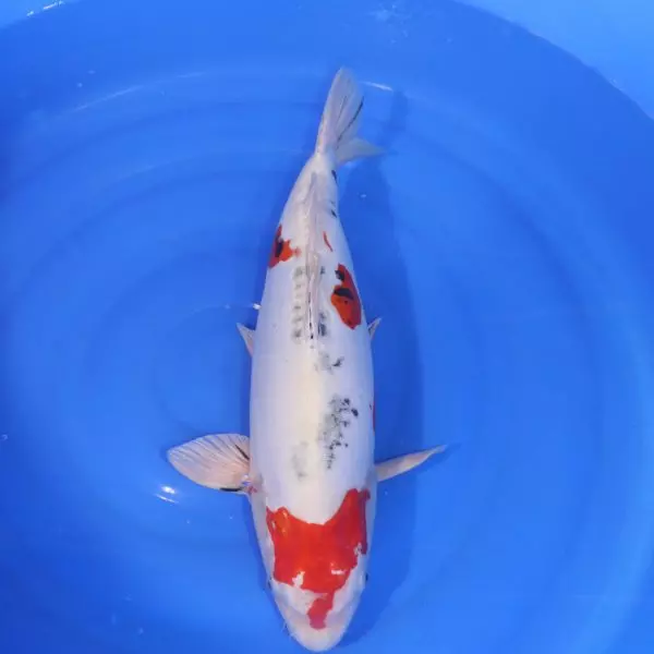 Carpe Koi japonaise Yamato Nishiki 45cm