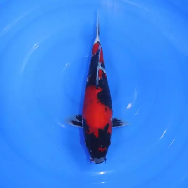 Carpe Koi japonaise Showa 31cm