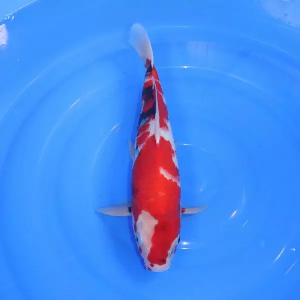 Carpe Koi japonaise Showa 41cm