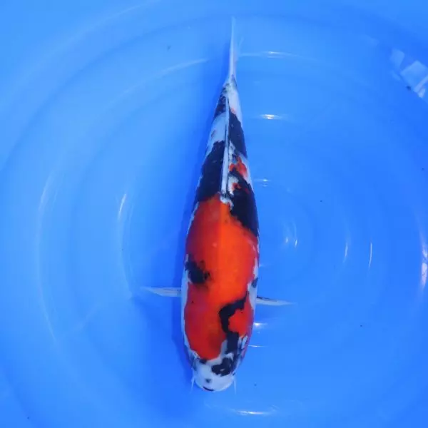 Carpe Koi japonaise Showa 39cm