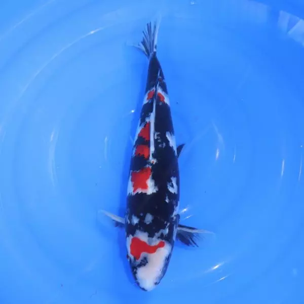 Carpe Koi japonaise Showa 39cm