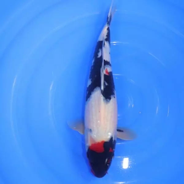 Carpe Koi japonaise Showa 39cm