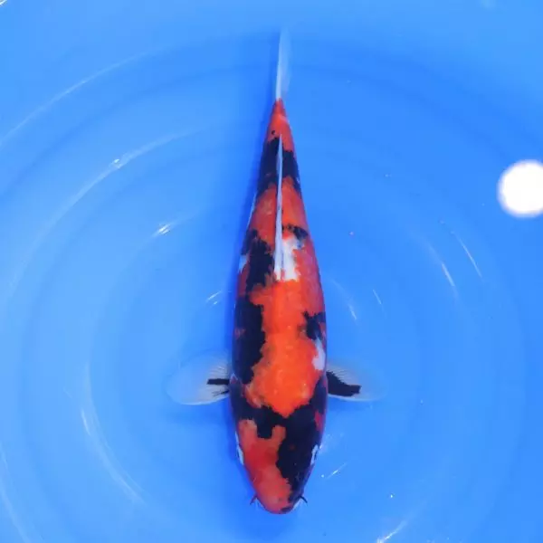 Carpe Koi japonaise Showa 40cm