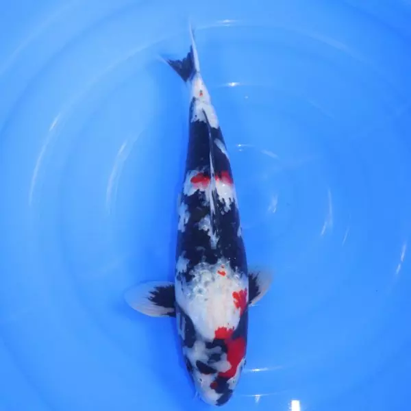 Carpe Koi japonaise Showa 40cm