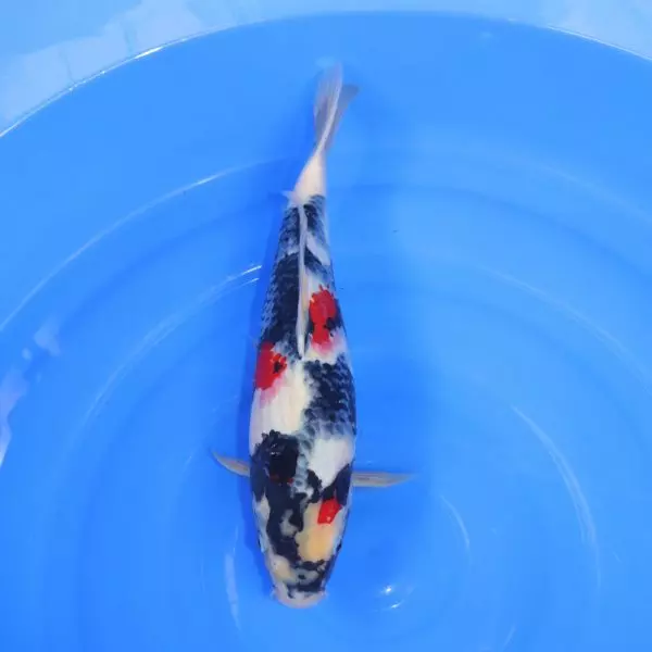 Carpe Koi japonaise Showa 39cm