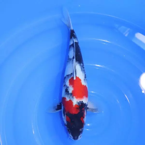 Carpe Koi japonaise Showa 35cm