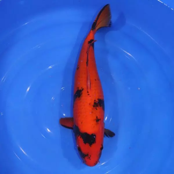 Carpe Koi japonaise Hi Utsuri 48cm