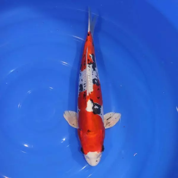 Carpe Koi japonaise Yamato Nishiki 41cm