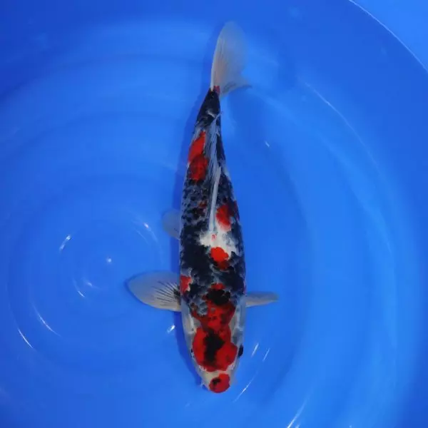 Carpe Koi japonaise Showa 39cm