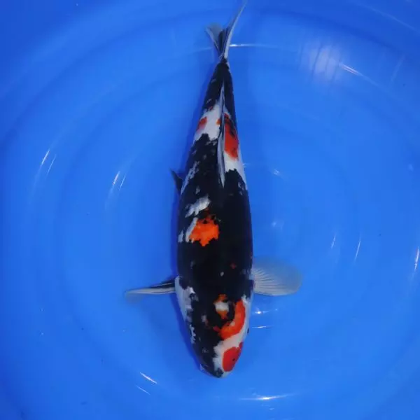 Carpe Koi japonaise Showa 41cm