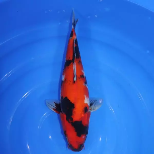 Carpe Koi japonaise Showa 38cm